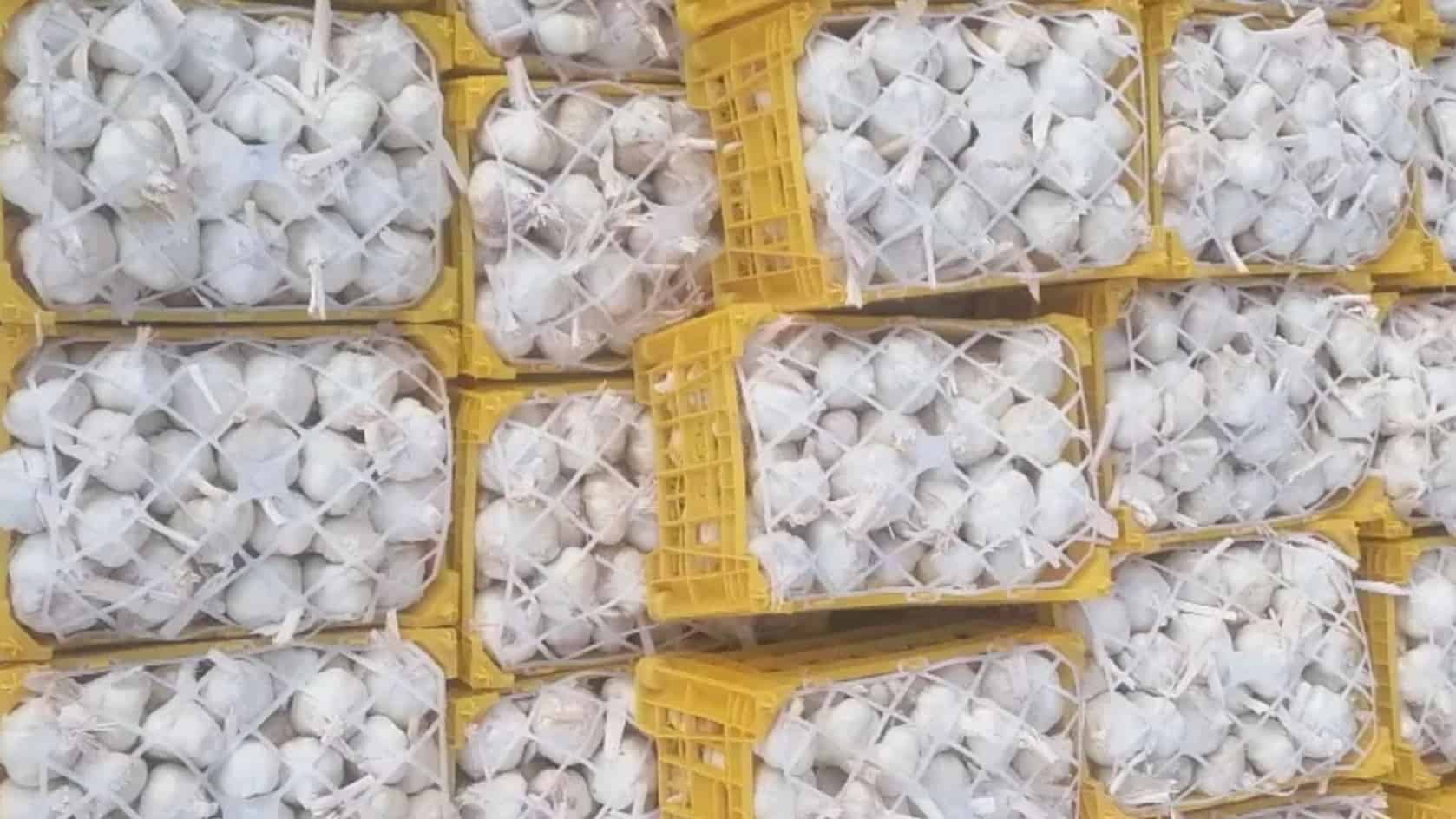 سورتینگ و بسته بندی سیر رجب زاده در تبریز