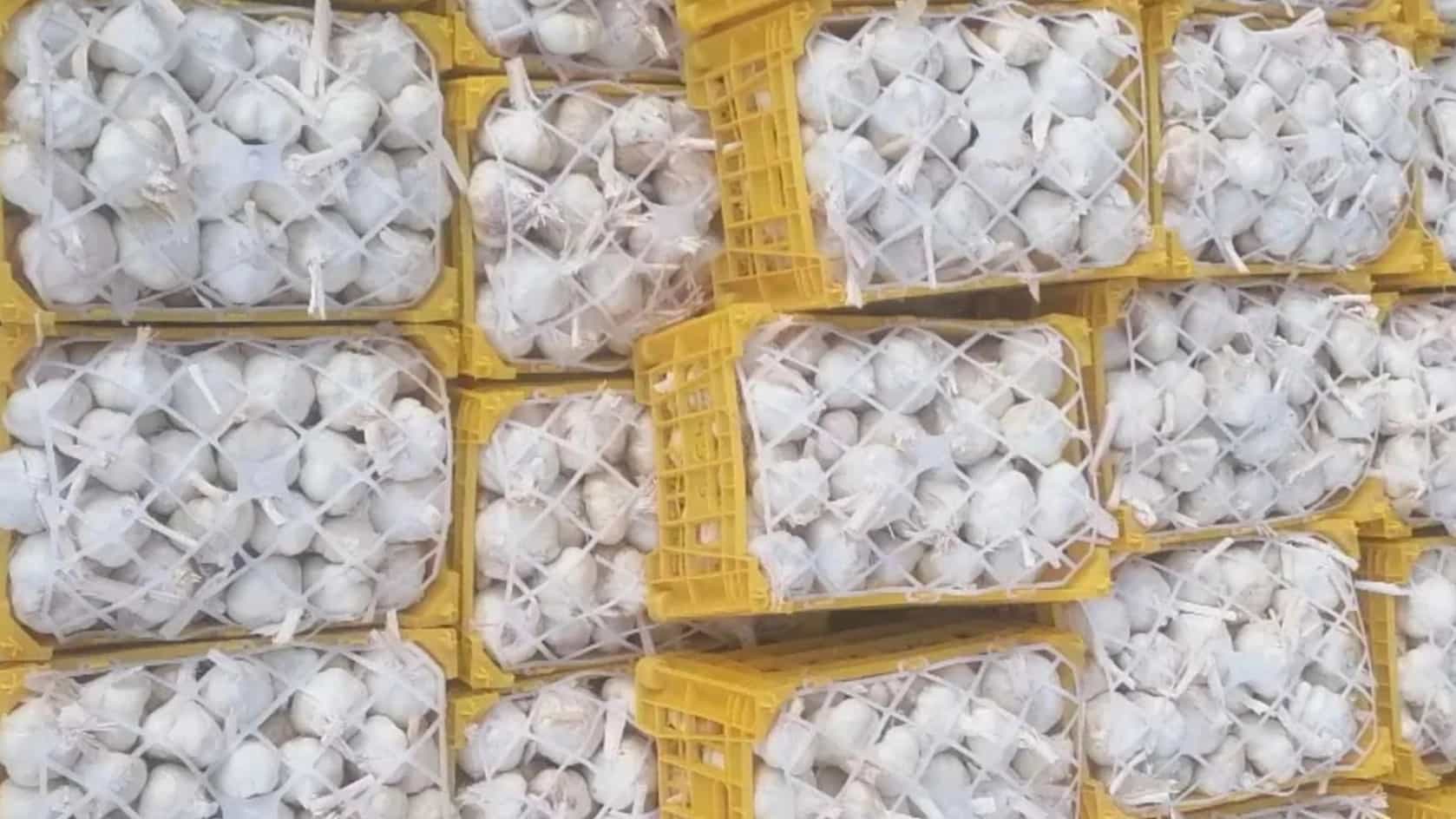 سورتینگ و بسته بندی سیر رجب زاده در تبریز