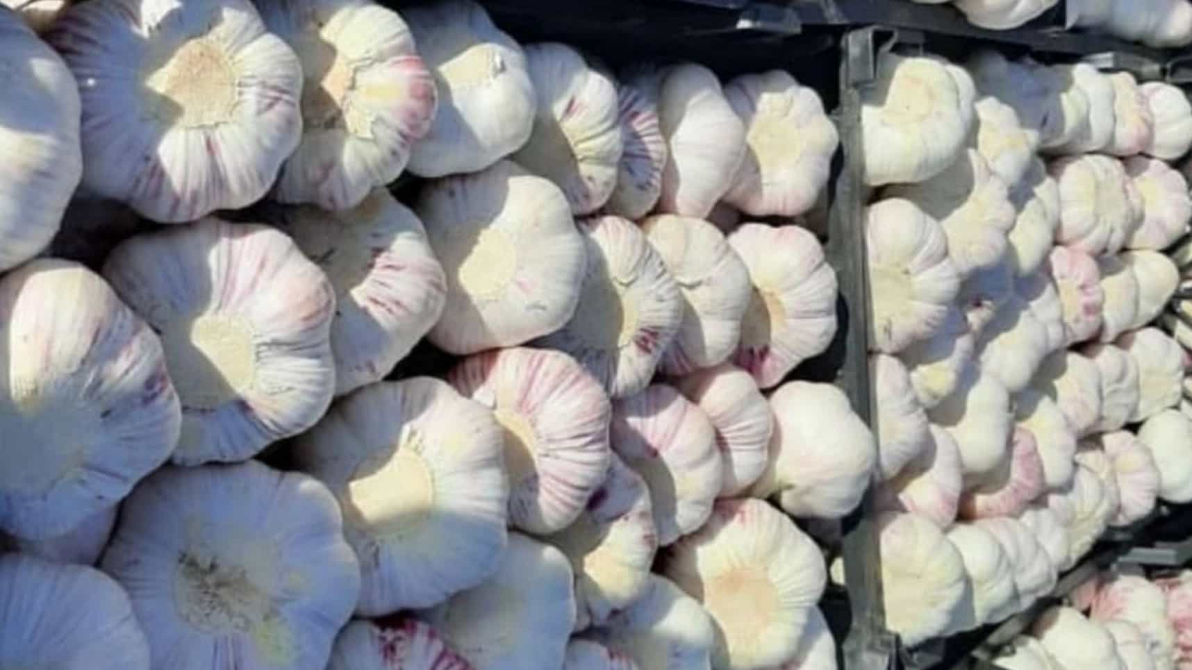سیر خوراکی و بذری در انواع بسته بندی های متفاوت